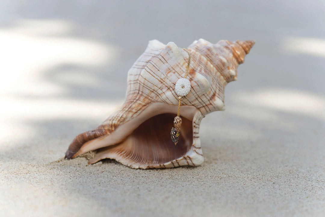 COLLIER MAERHIA BeachLife Concept